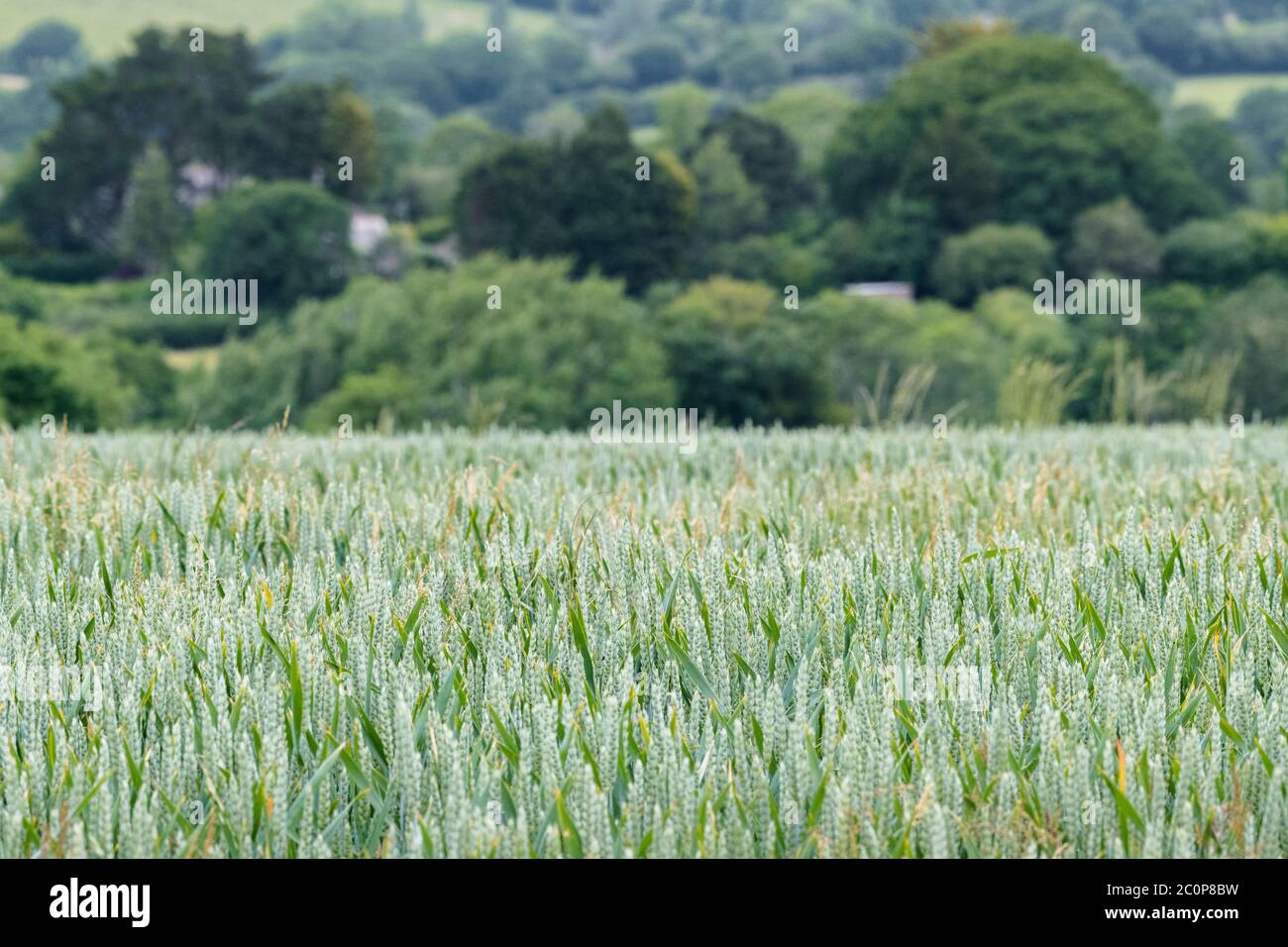 Ripening green wheat / Triticum crop in UK field & buildings behind. Food security, UK agriculture and farming, food growing in the field. Narrow DoF Stock Photo