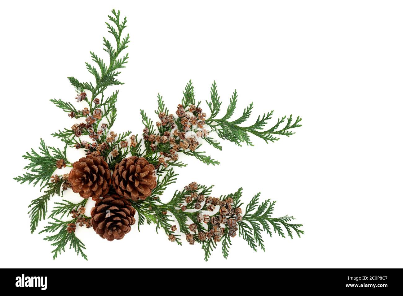 Natural winter greenery with flora & fauna of ivy, mistletoe, cedar  cypress, spruce fir, yew & pine cones. Nature study Stock Photo - Alamy