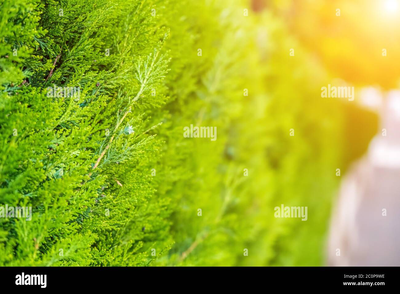 Green hedge of thuja trees. Green hedge of the tui tree. Nature, background. The wall consists of a green hedge Stock Photo