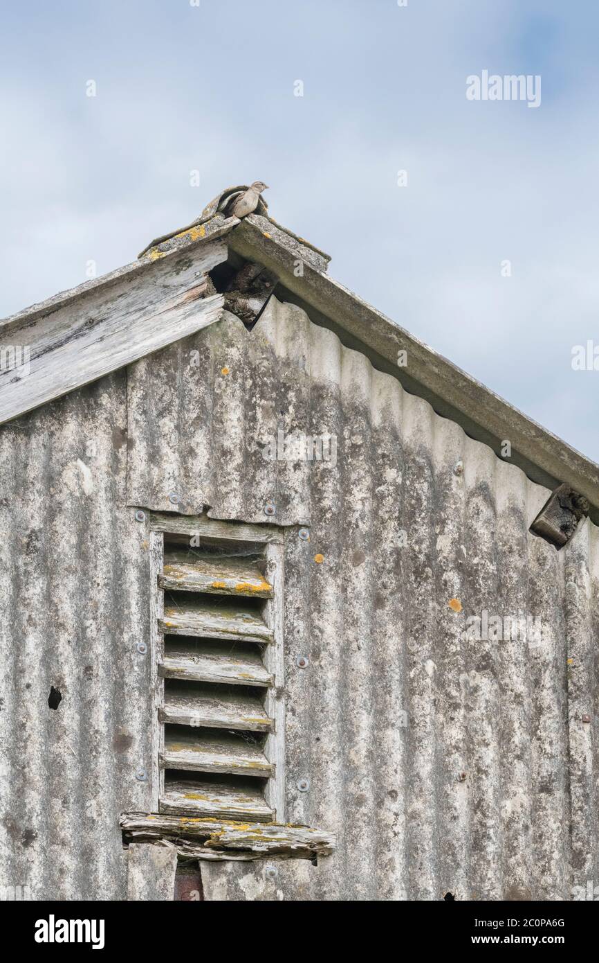 Louvred wooden barn vent in farm outbuilding gable end. Metaphor air circulation, ventilation, wooden slats. Stock Photo