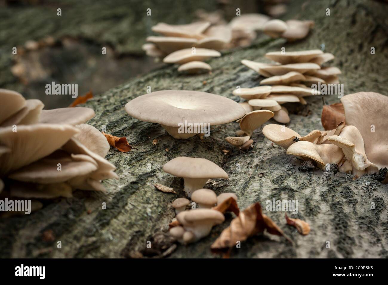 Pleurotus ostreatus or oyster mushrooms growing on a tree trunk Stock Photo