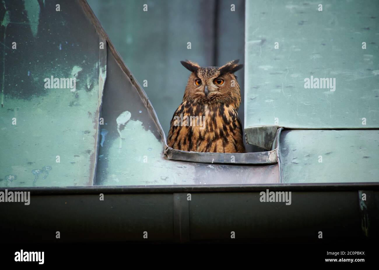 Eurasian eagleowl (Bubo bubo) on roof of a church, Heinsberg, North