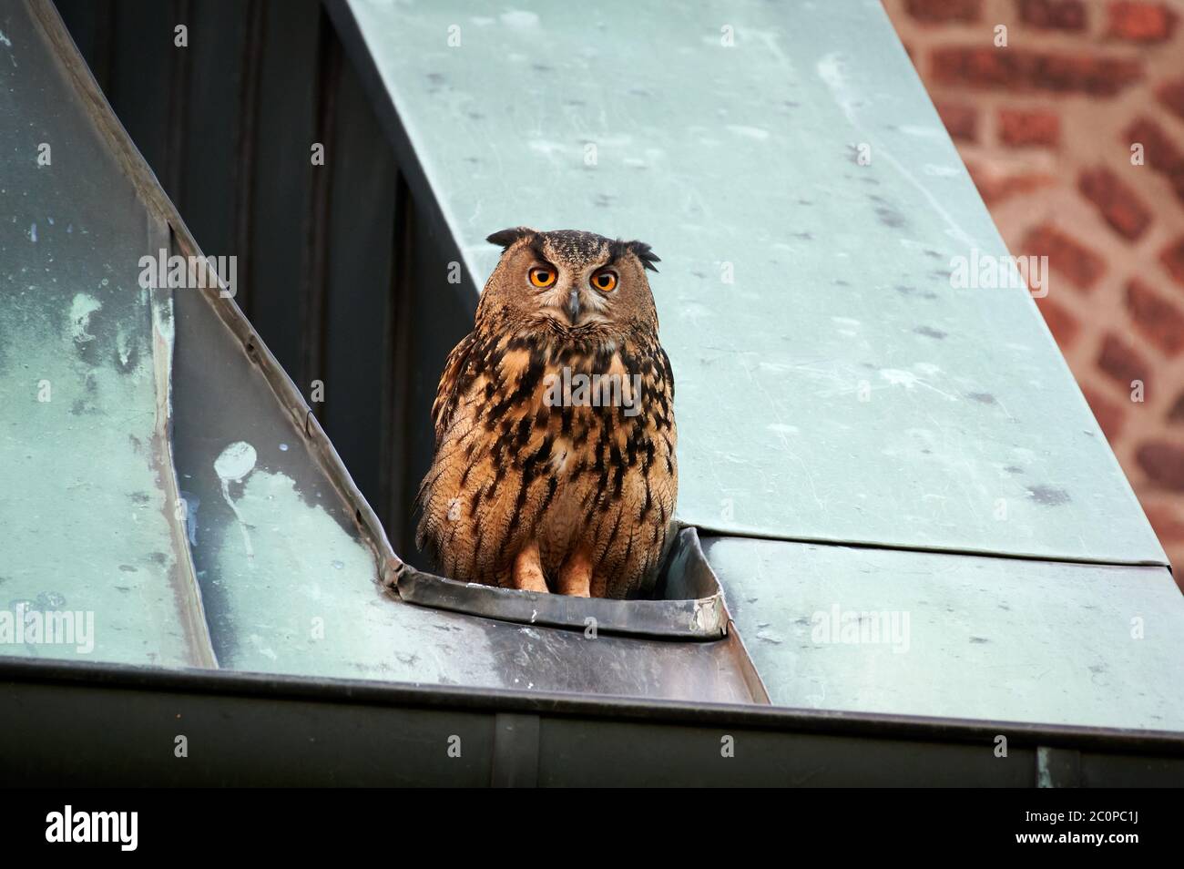 Uhu / Eagle-Owl (Bubo bubo), Zoo Kaiserslautern (Germany), …