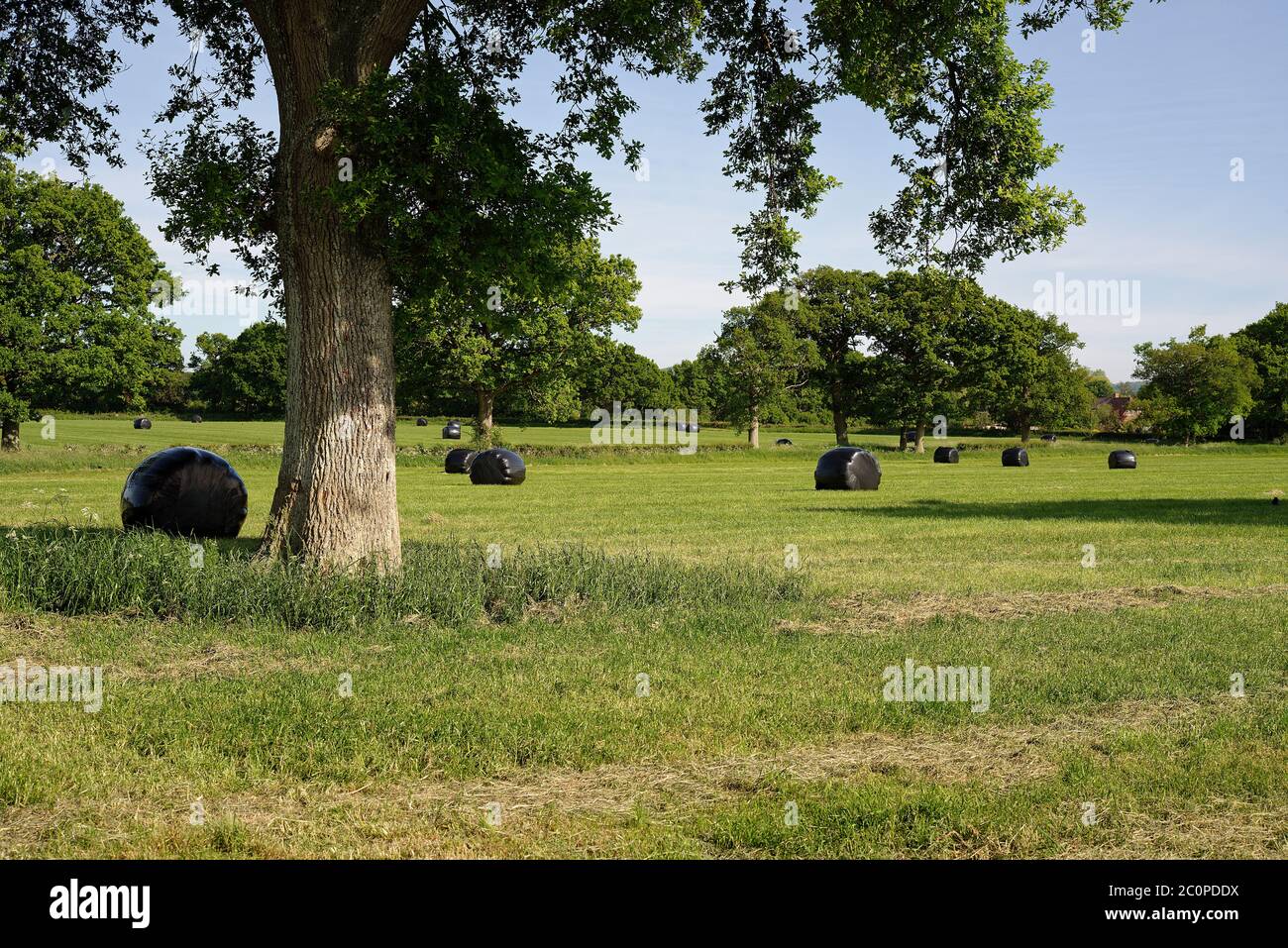 English rural landscape with large round hay bales wrapped in black plastic. Silage bales of early cut hay. Stock Photo