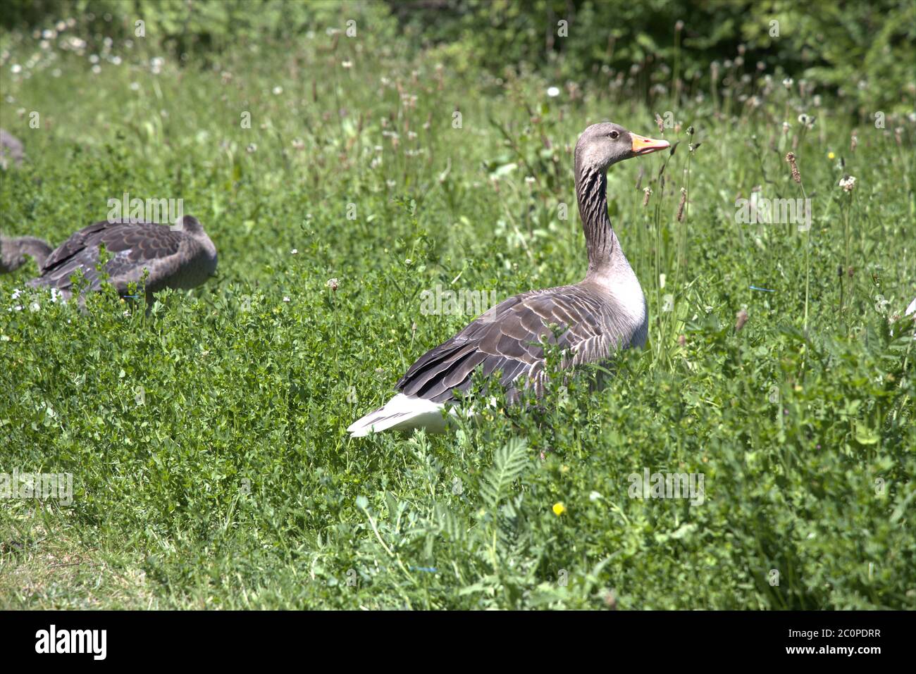 Greylag goose, Graugans, Anser Stock Photo