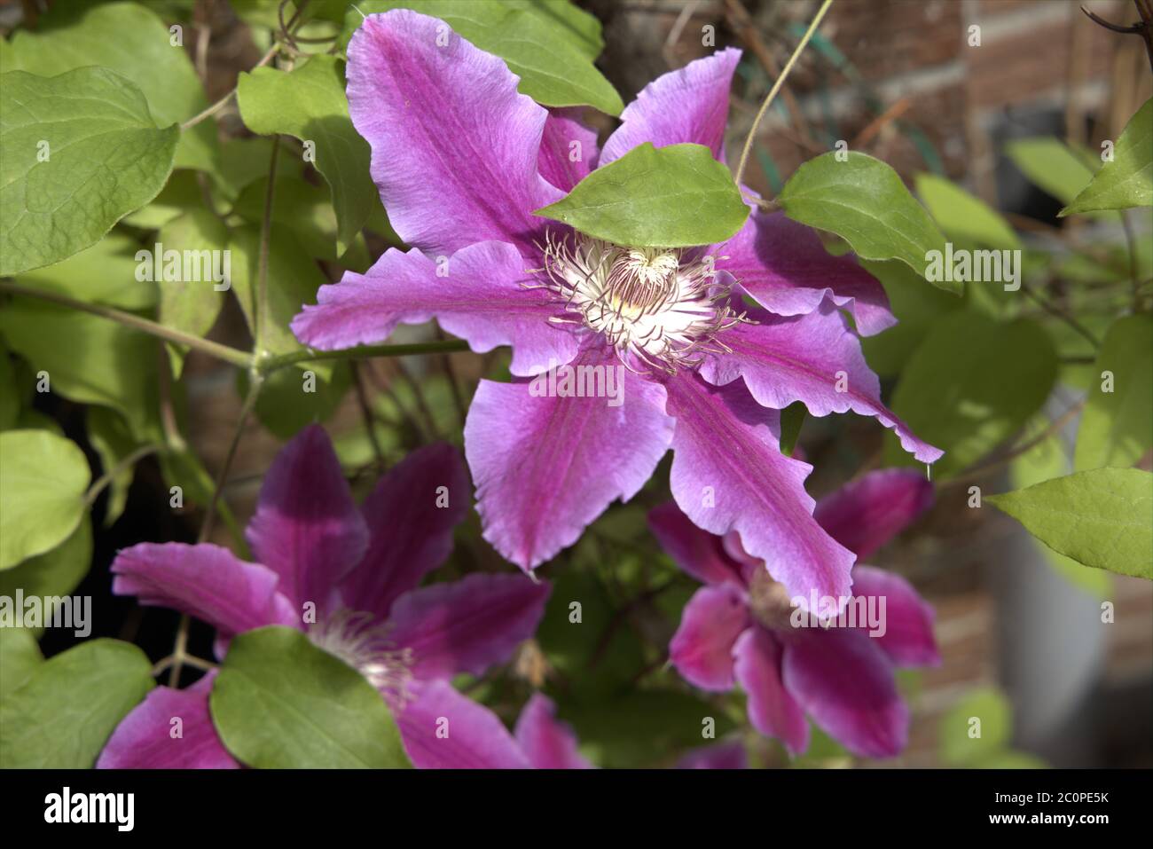 Clematis 'Dr. Ruppel' Stock Photo