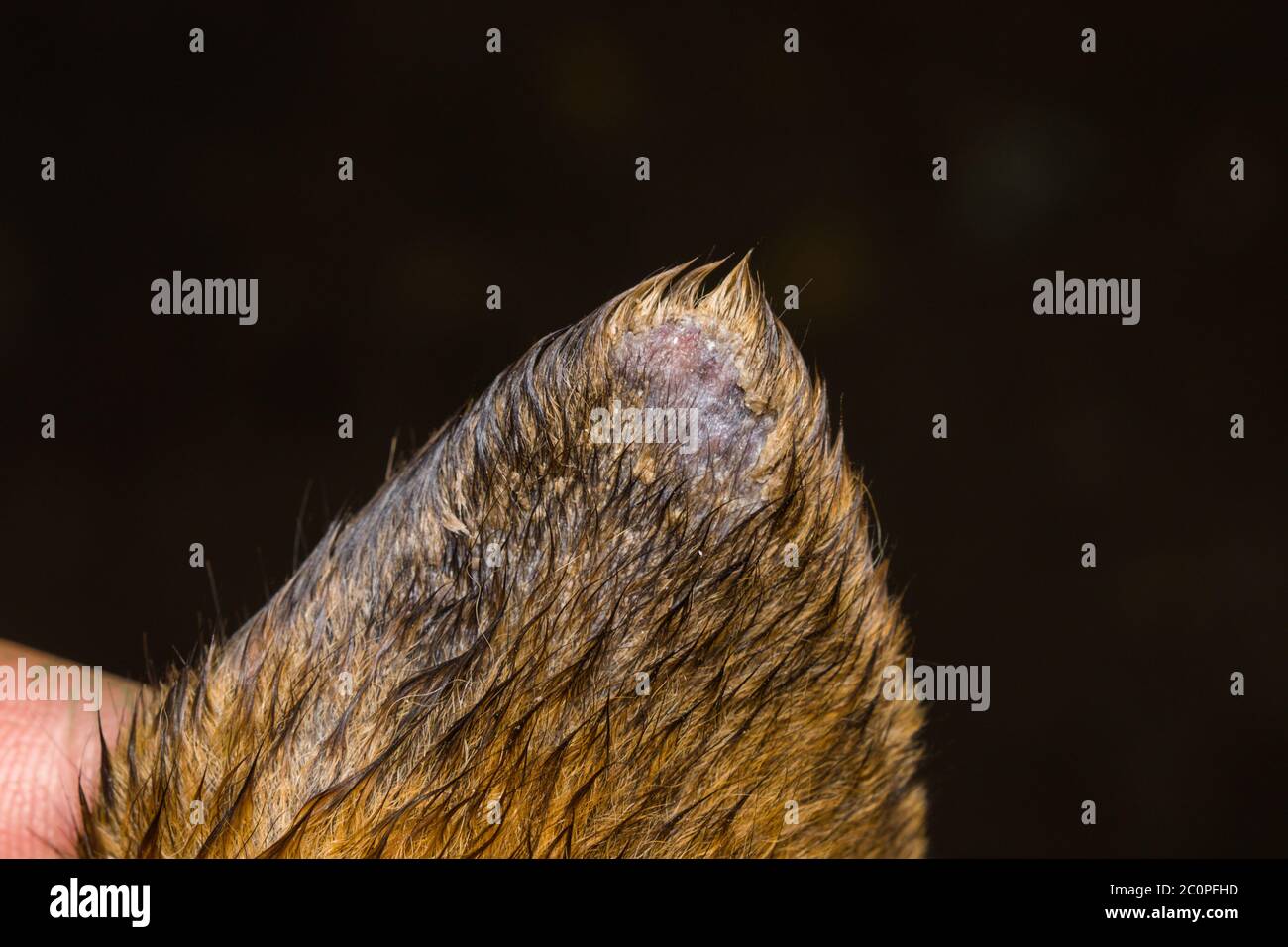 close-up photo of a dog ear with vasculitis Stock Photo