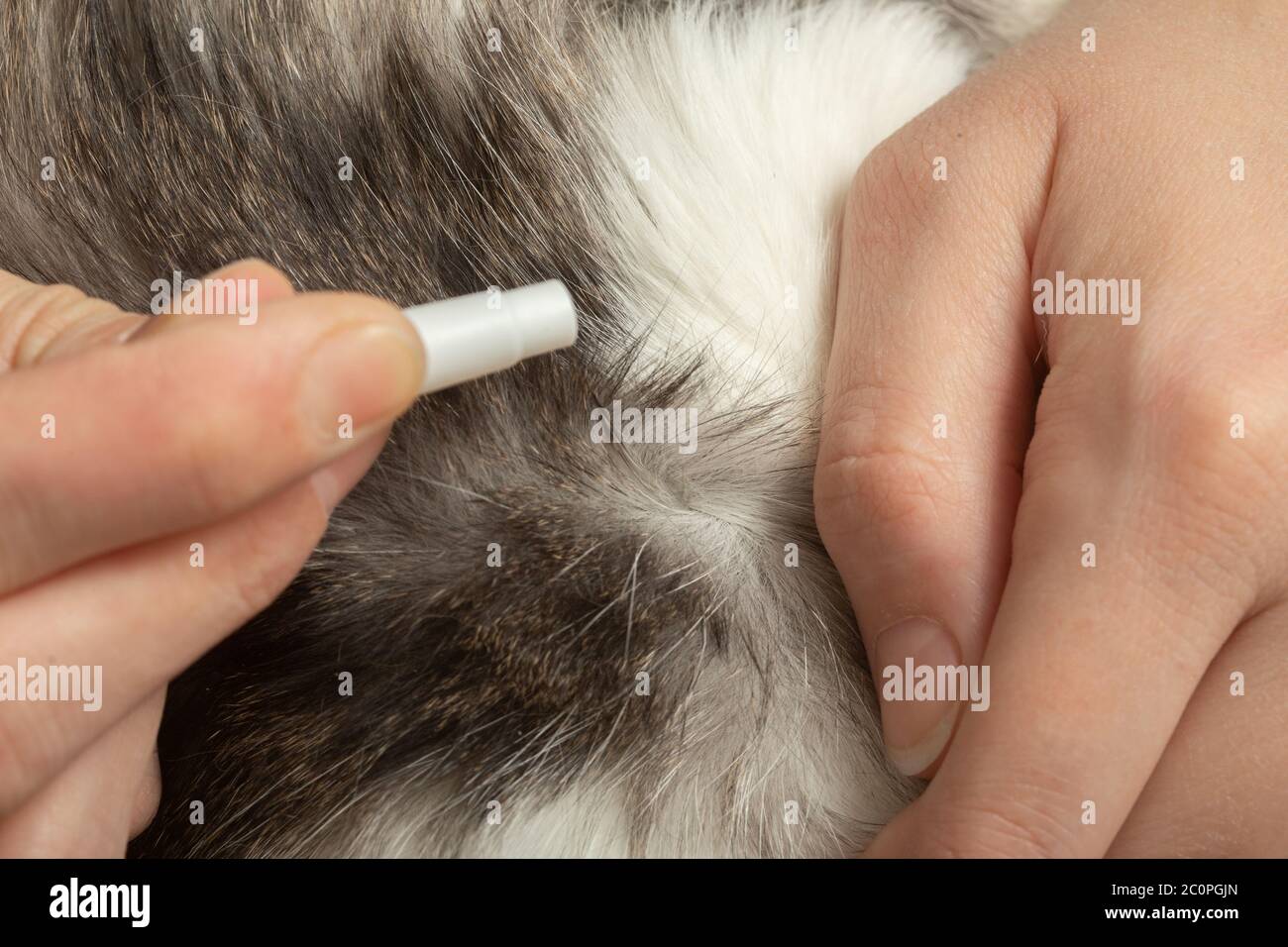 female hands drip a medicine against fleas and worms on a cat’s fur