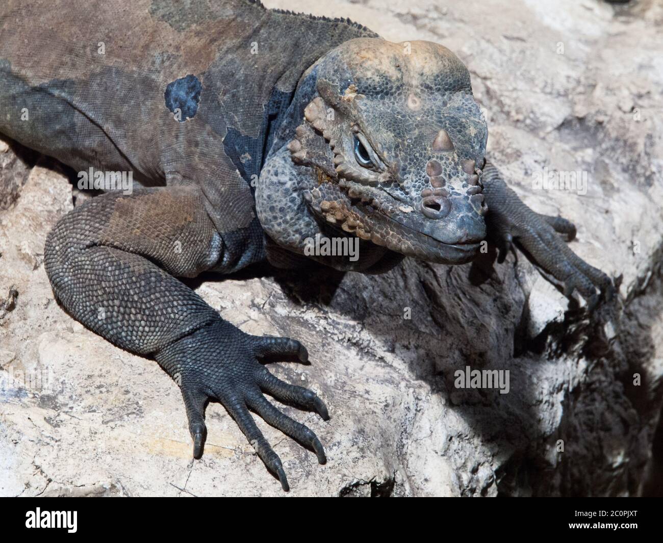 Rhinoceros iguana, aka Goliath Dragon, Cyclura cornuta, threatened