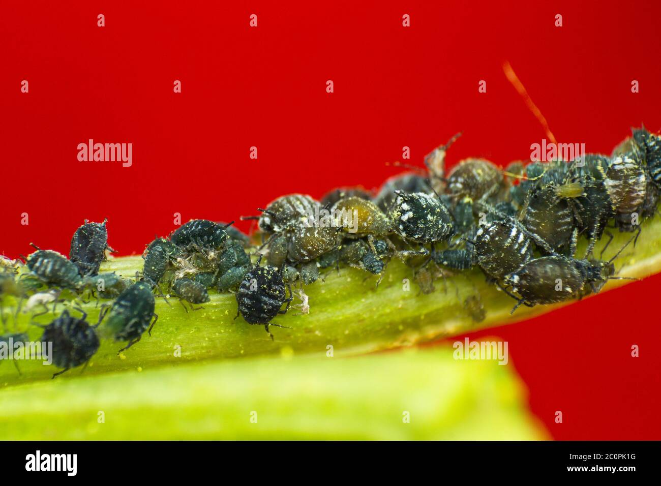 Aphid life cycle hi-res stock photography and images - Alamy