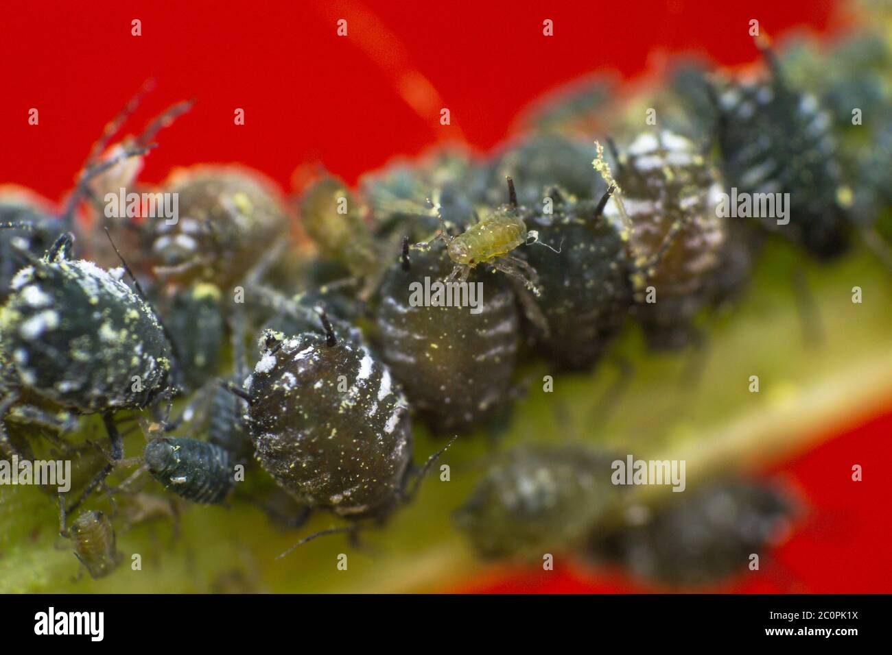 Aphid life cycle hi-res stock photography and images - Alamy