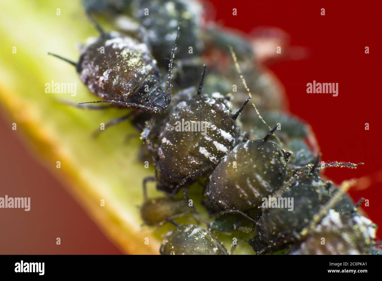Aphid life cycle hi-res stock photography and images - Alamy