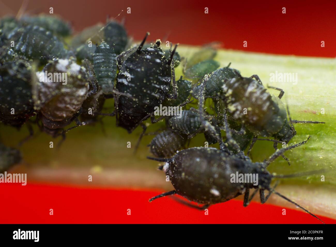 Aphid life cycle hi-res stock photography and images - Alamy
