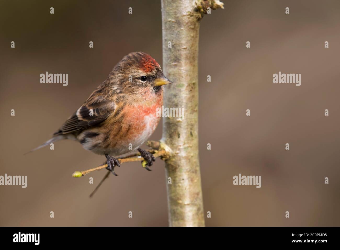 Lesser Redpoll, Acanthis cabaret, Dumfries & Galloway, Scotland Stock Photo