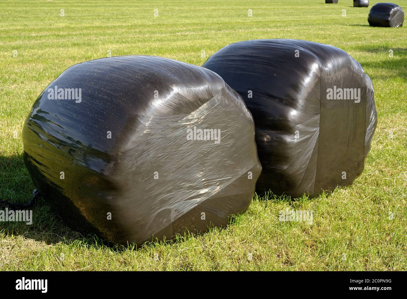 English rural landscape with large round hay bales wrapped in black