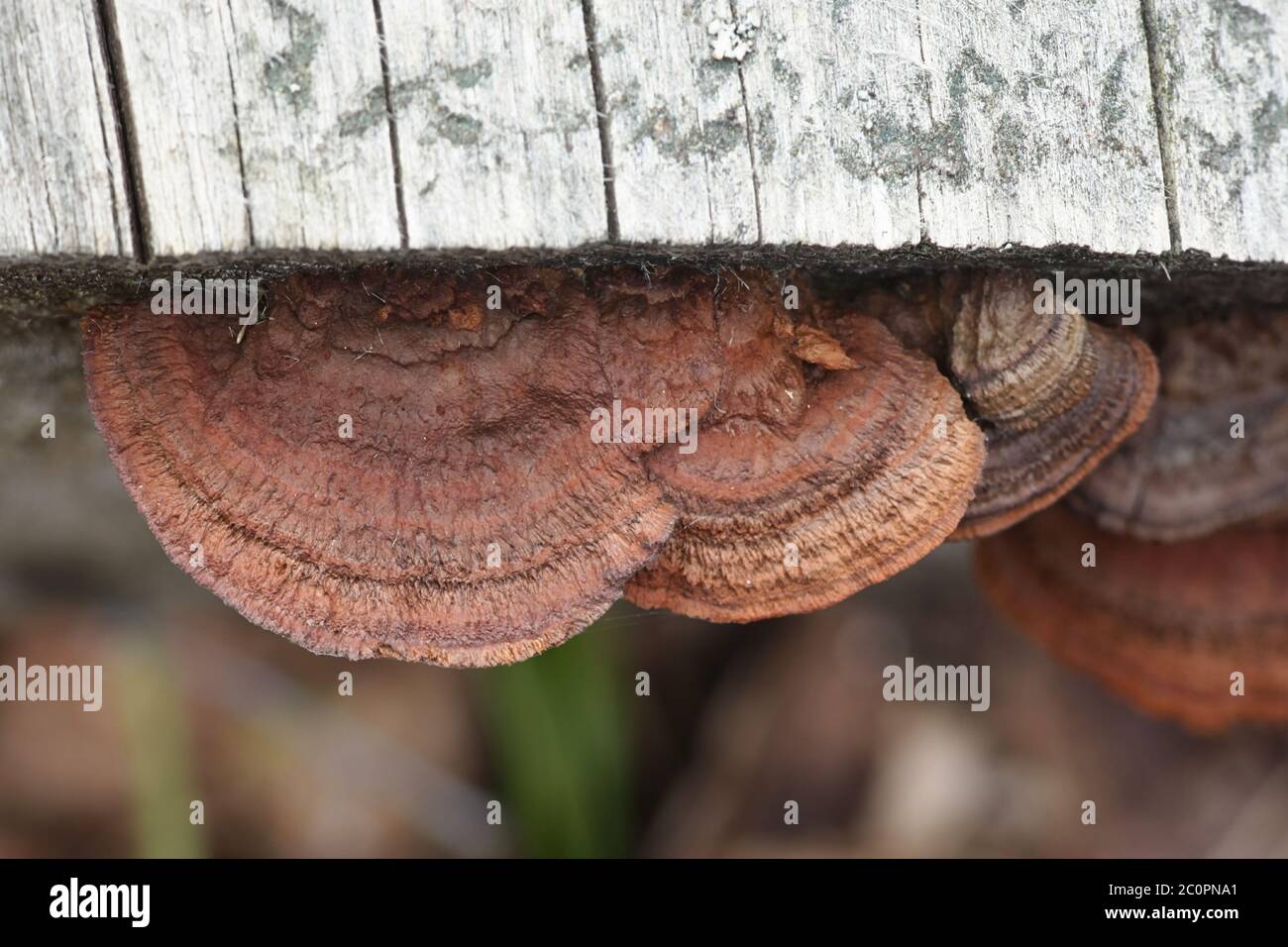 Gloeophyllum sepiarium, the rusty gilled polypore or conifer mazgill, a bracket fungus from Finland Stock Photo