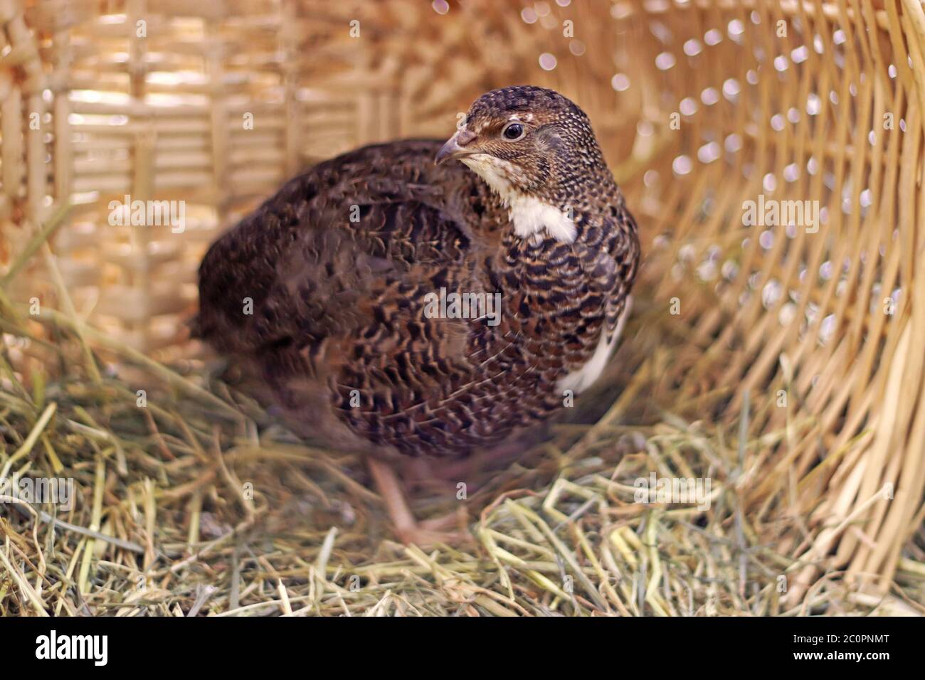 beautiful brown and white japanese quail standing on hay in a wicker basket  Stock Photo - Alamy