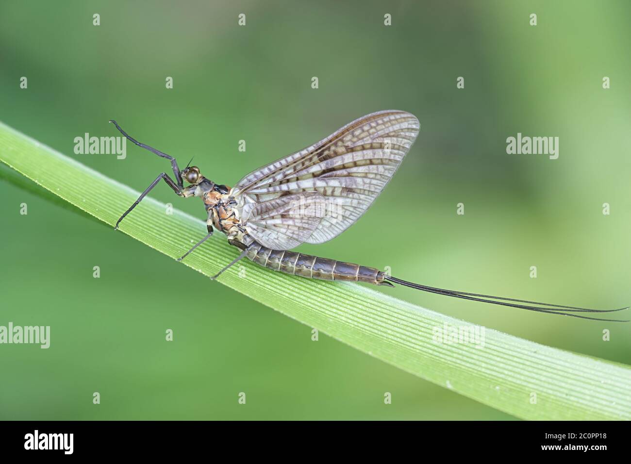 Ephemera vulgata, a species of mayfly in the genus Ephemera, also commonly called as Canadian soldier, shadfly or fishfly Stock Photo