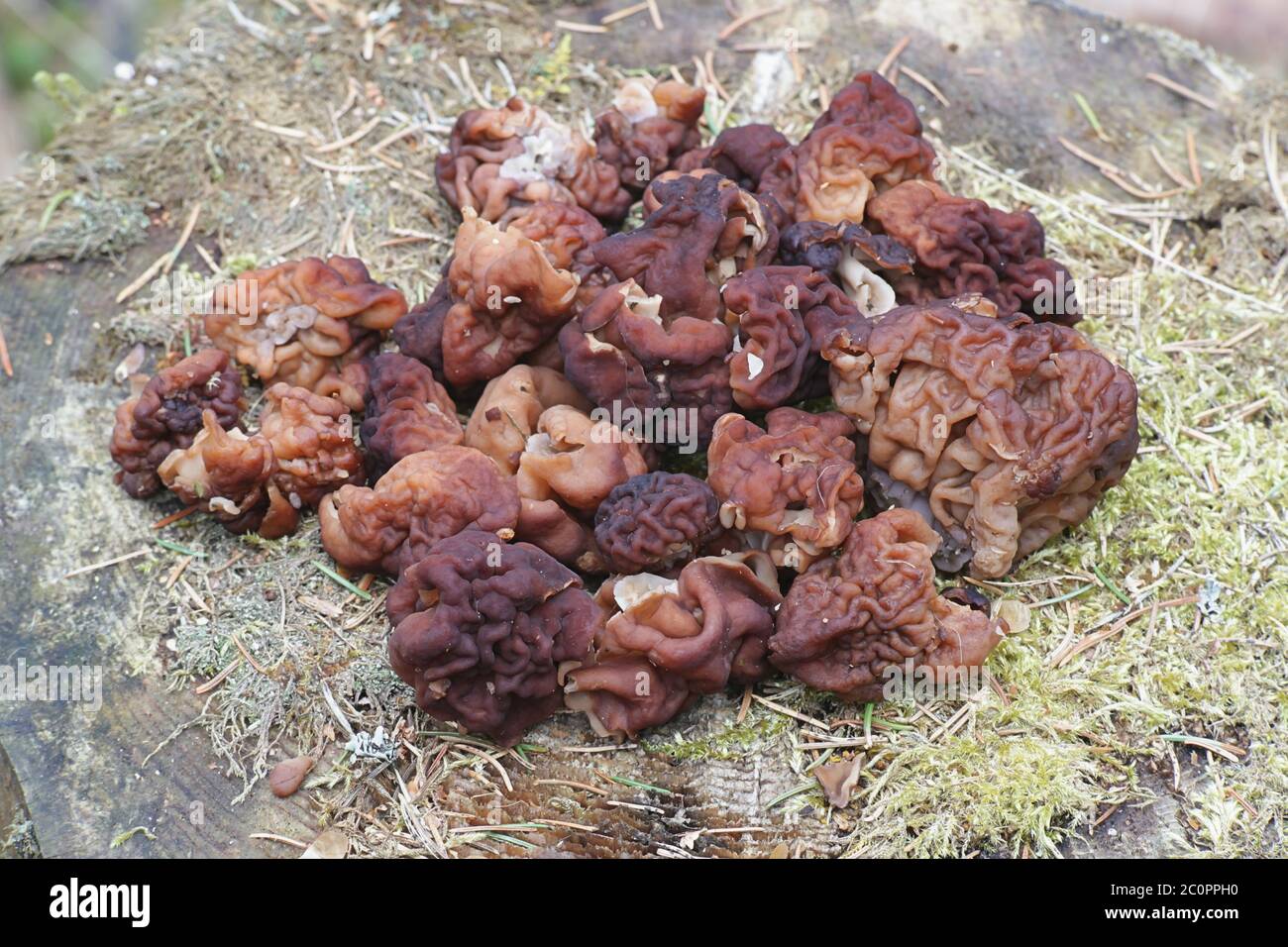 False Morel, Gyromitra esculenta, deadly poisonous fungus from Finland