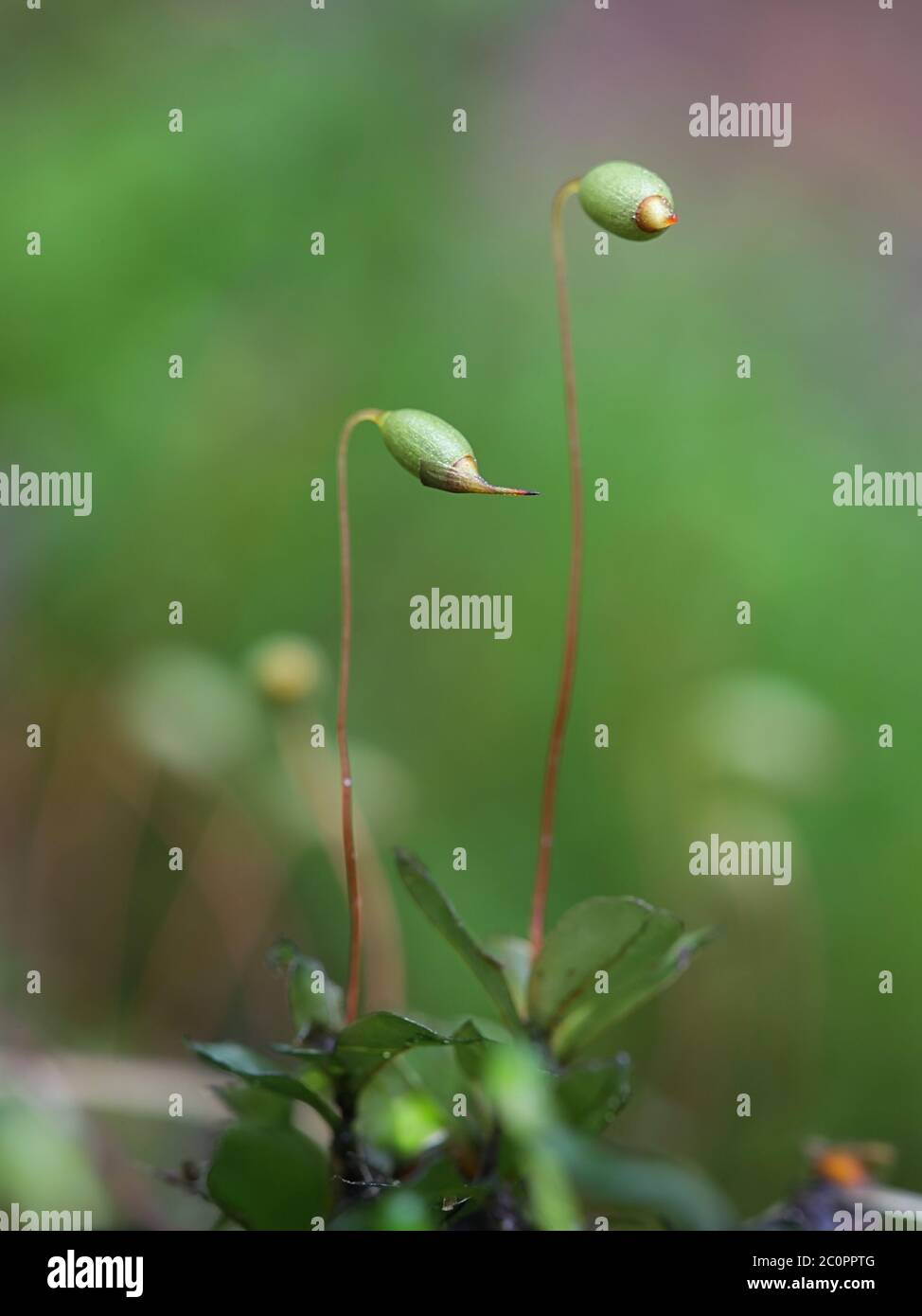 Rhizomnium magnifolium, spore capsules of  a leafy moss in the family Mniaceae, Stock Photo
