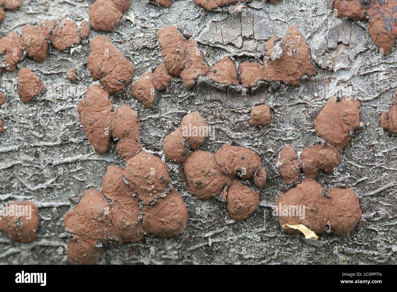 Hypoxylon fuscum, known as the hazel woodwart, wild fungus from Finland Stock Photo