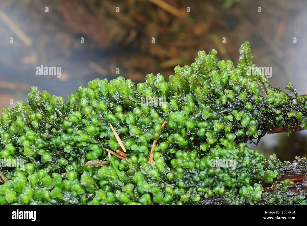 Scapania undulata, the Water Earwort, a liverwort growing on forest streams in Finland Stock Photo