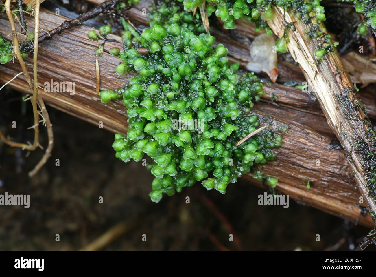 Scapania undulata, known as Water Earwort, a liverwort growing on forest streams in Finland Stock Photo