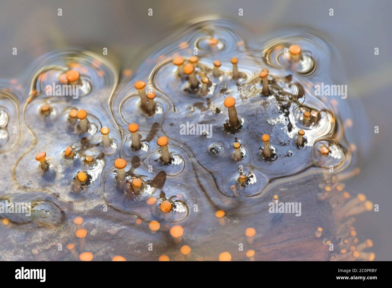 Vibrissea truncorum, a submerged water fungus growing in forest streams Stock Photo Alamy