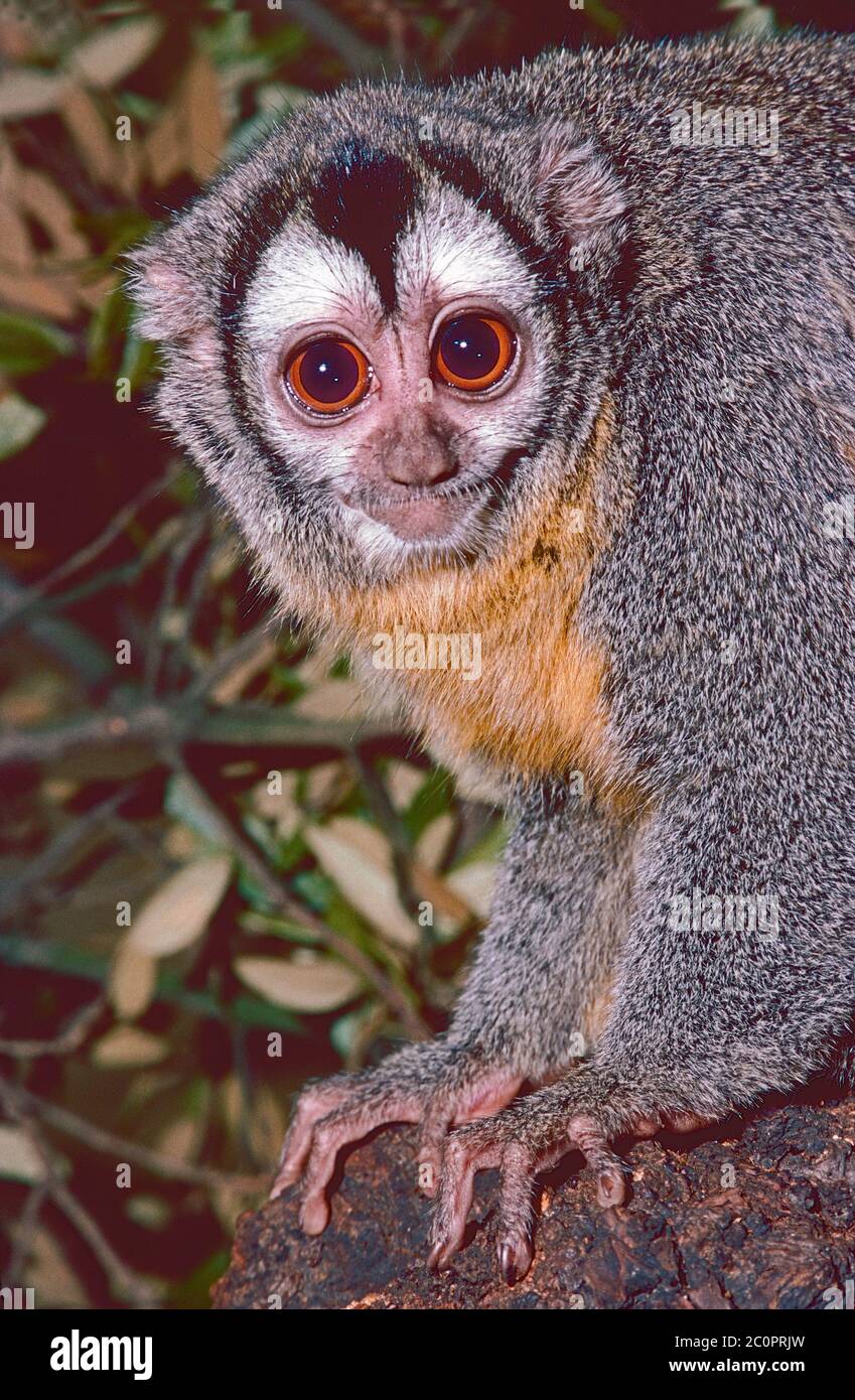 A Grey-bellied Night Monkey or Douroucouli, (Aotus lemurinus) from tropical South America. The only nocturnal monkey species. Stock Photo