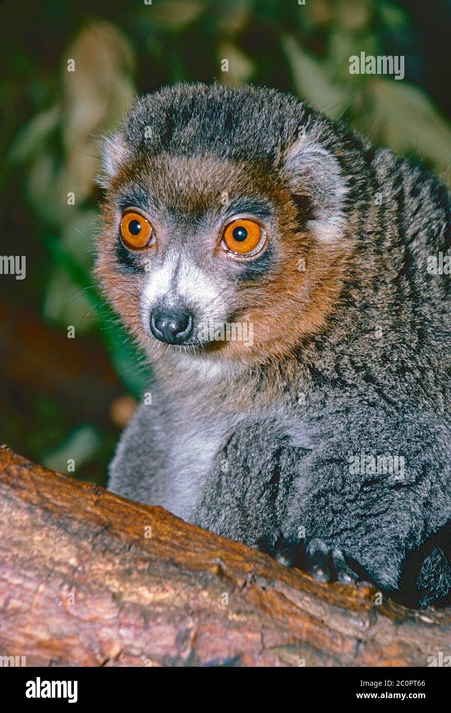 Male Mongoose Lemur, (Eulemur mongoz,) from  Western Madagascar. Stock Photo
