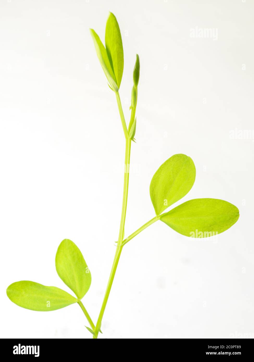 Lathyrus chloranthus sweet peas seedling against a white background Stock Photo