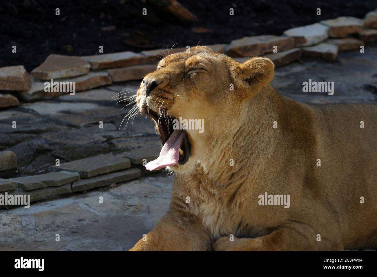 Vertical shot female lion hi-res stock photography and images - Alamy