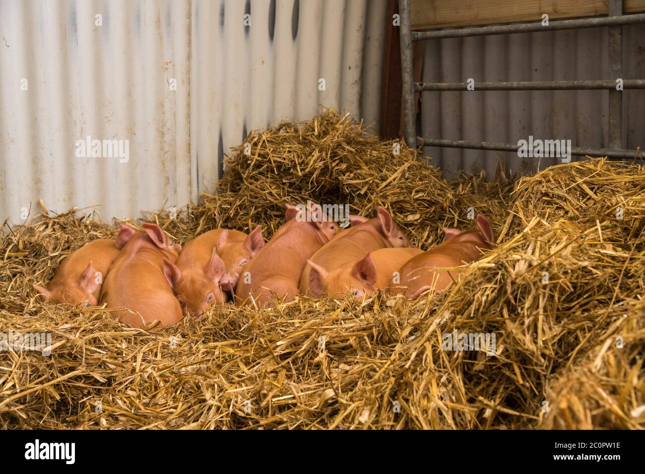 Tamworth piglets sleeping on straw bedding, Dumfries & Galloway, Scotland Stock Photo