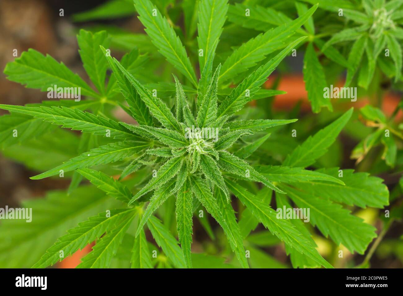 Green cannabis plant blooming Stock Photo - Alamy