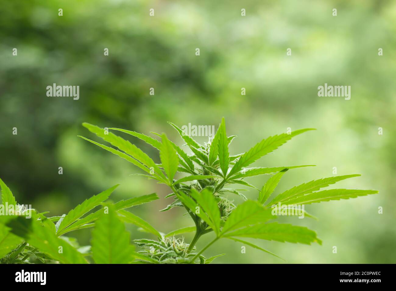 Green cannabis plant blooming Stock Photo - Alamy