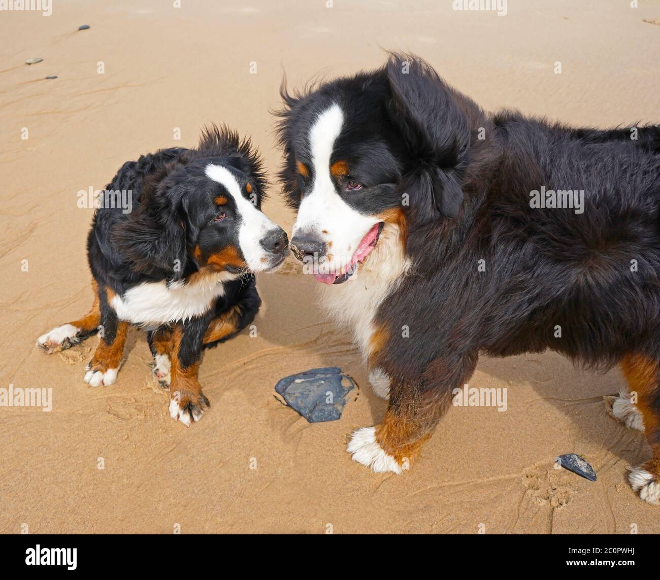 Two Bernese Mountain Dogs on the sandy dog friendly beach, Alentejo, Portugal Stock Photo