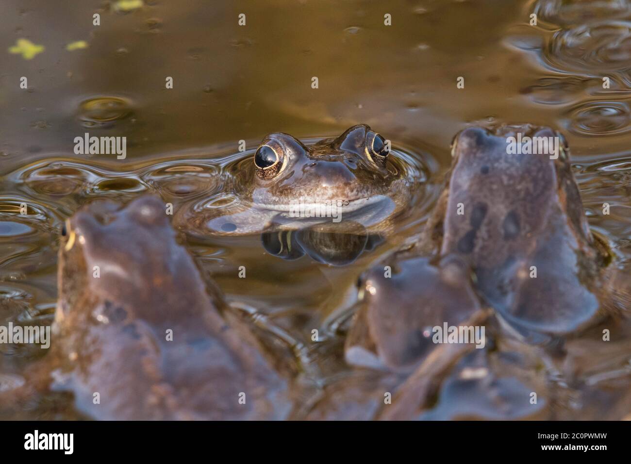 Frog scotland hires stock photography and images Alamy
