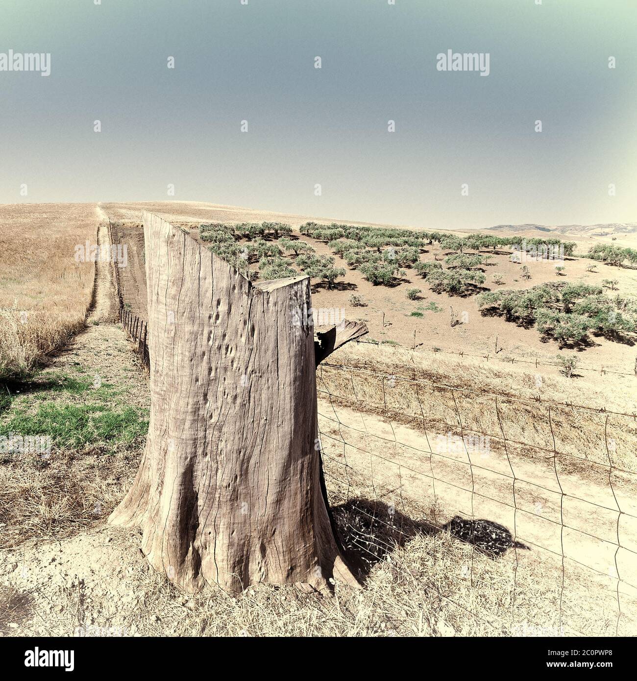 Olive tree stump hires stock photography and images Alamy