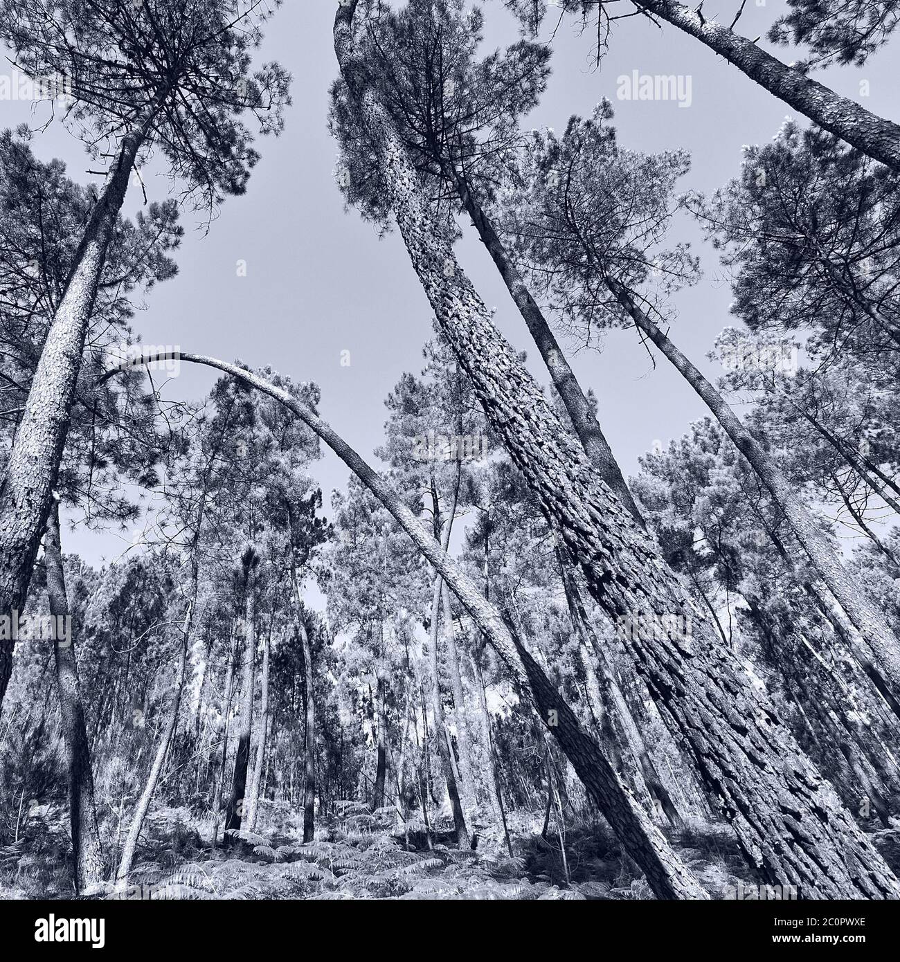 Pine forest fern fir hi-res stock photography and images - Alamy