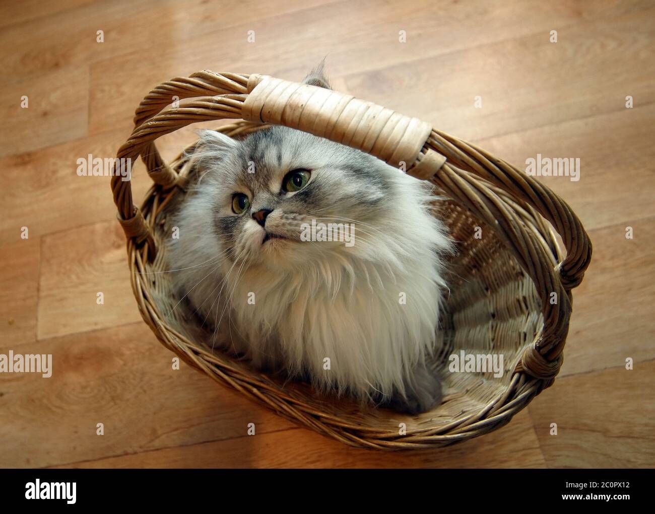 Cat in a basket Stock Photo Alamy