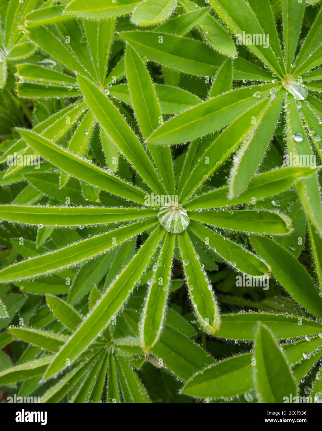 Rain drops on a Lupin leaf Stock Photo