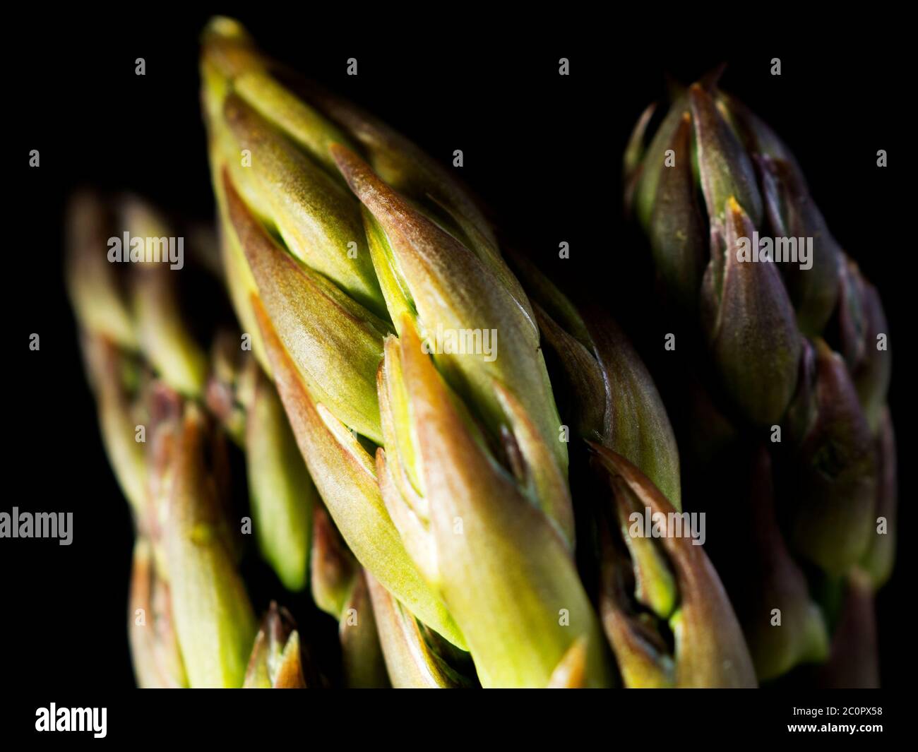 Three fresh asparagus spears against a black background Stock Photo