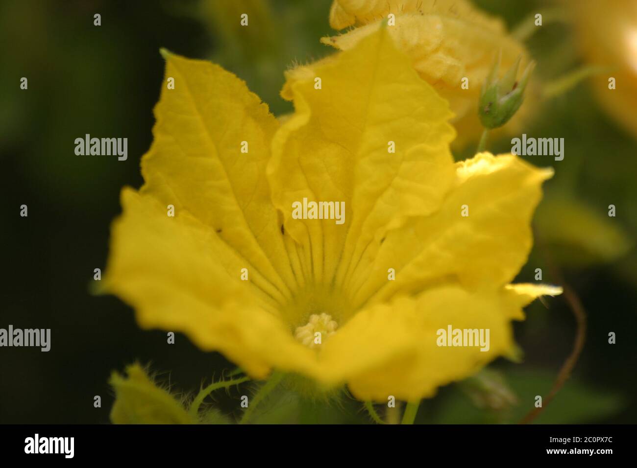 Cucumber Blossom Stock Photo