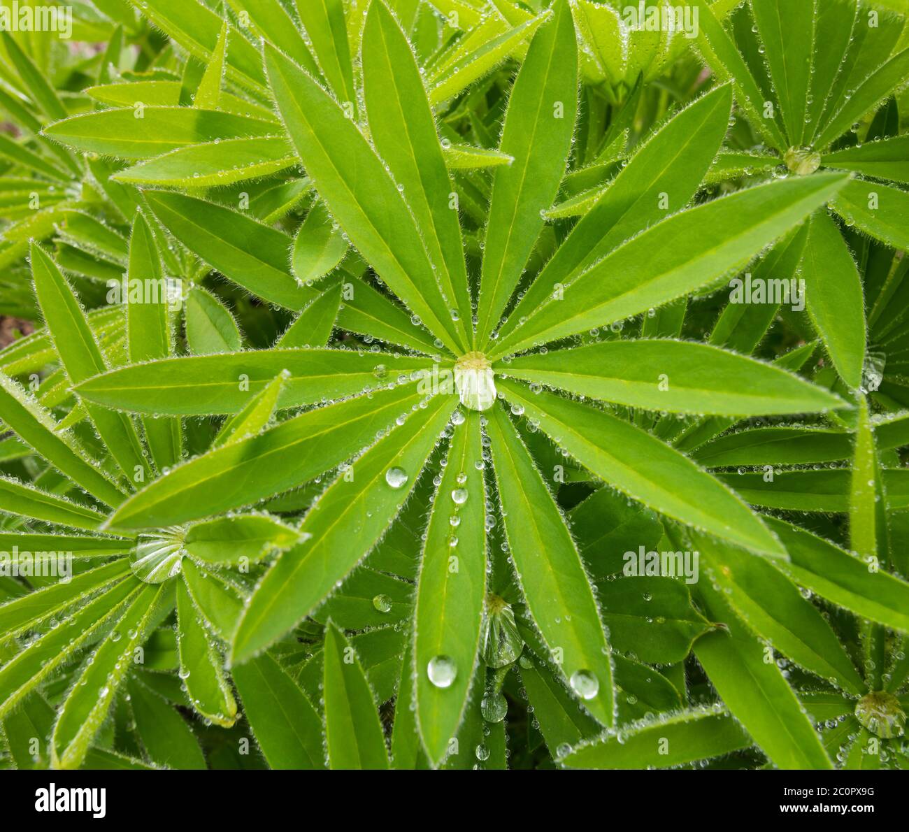 Rain drops on a Lupin leaf Stock Photo