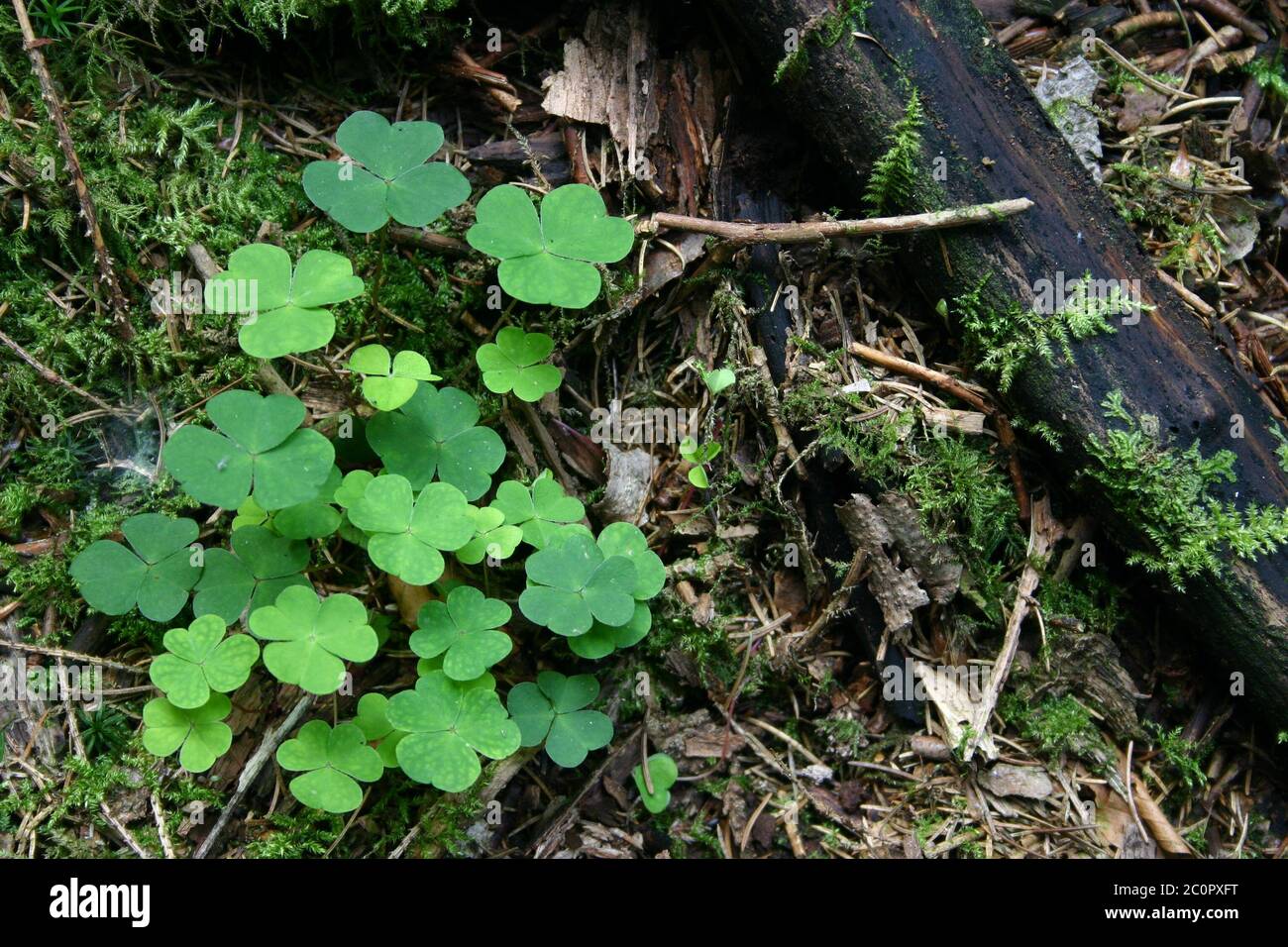 Clover on forest soil Stock Photo Alamy