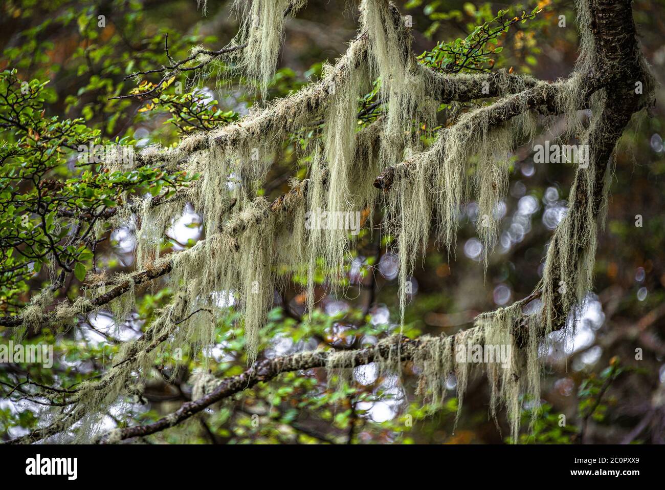 Patagonian lichen Usnea, Old Man Beard, hanging from the branches of the Nothofagus trees in magical austral forest in Tierra del Fuego National Park, Stock Photo