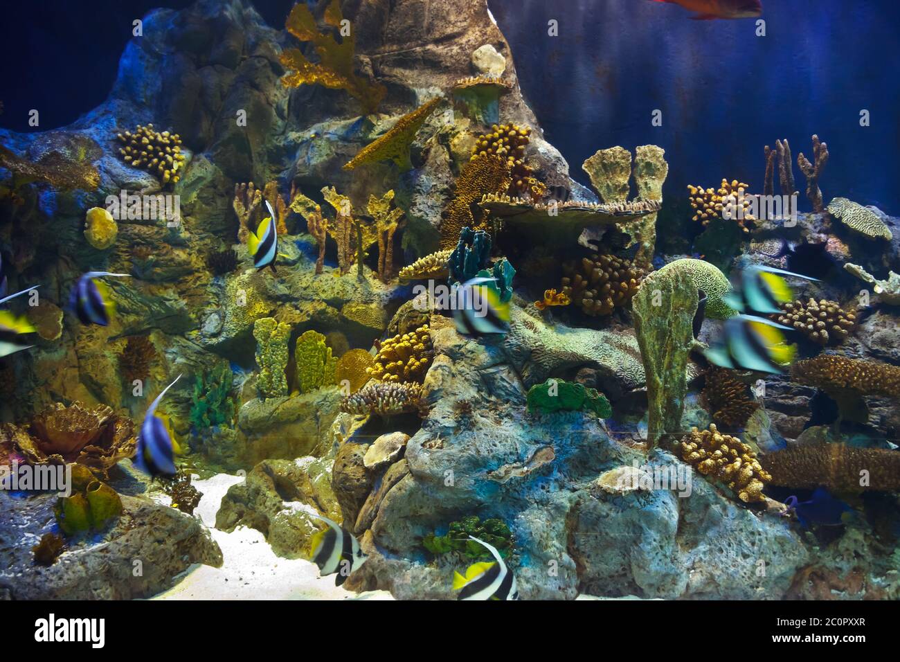 Fishes and corals reef in Aquarium Stock Photo