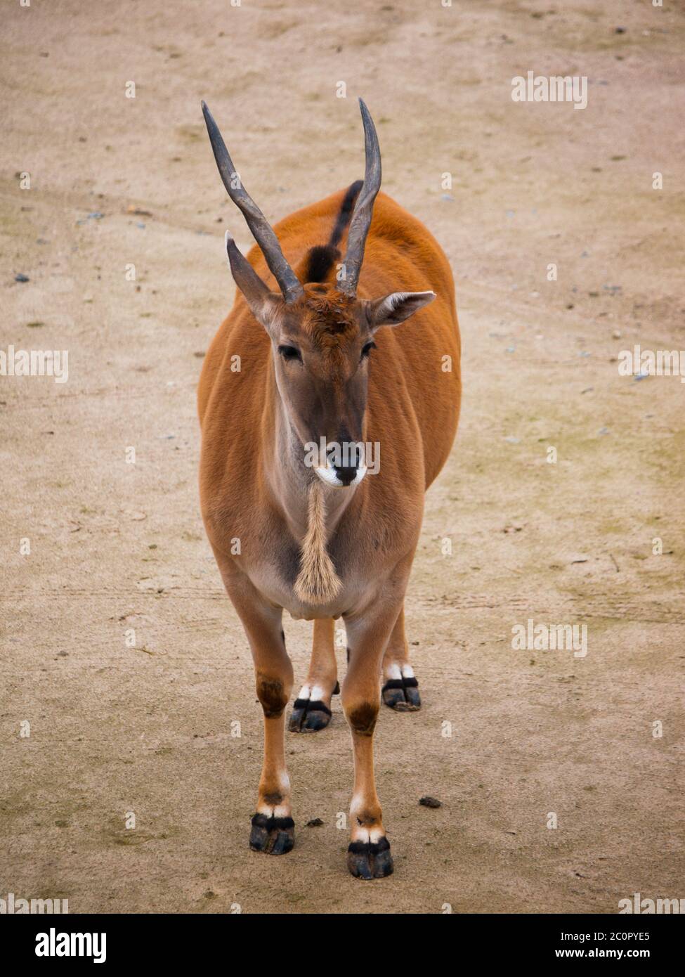 Common eland antelope, southern eland, taurotragus derbianus or taurotragus oryx Stock Photo