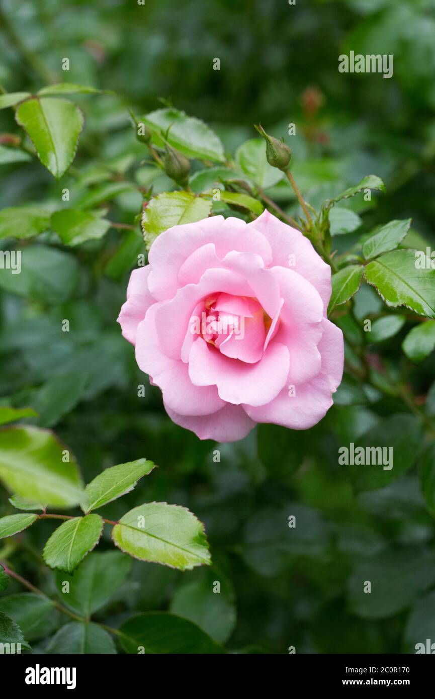 Pink shrub rose in an English garden. Stock Photo