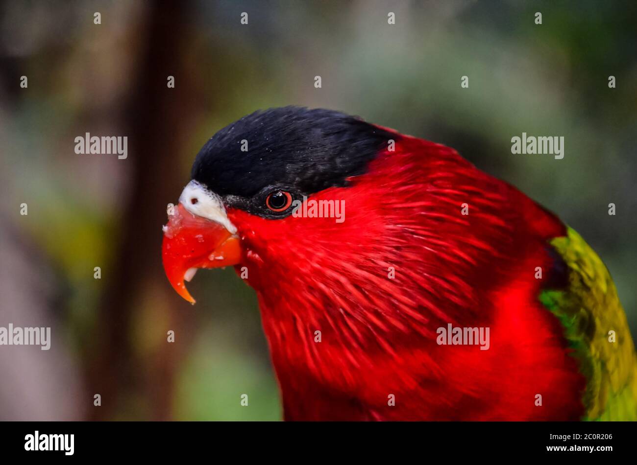 Parrot Tropical Bird Stock Photo Alamy